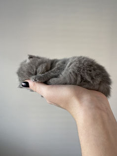 Blauw Brits Korthaar kitten– Cattery My‑O‑My Apeldoorn
