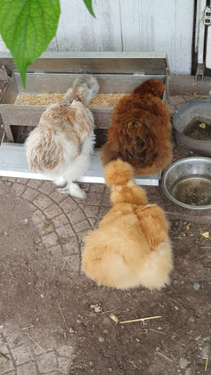 Watschelnde Kuschelknödel...