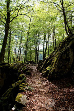 Forêt Randonnée Nature Ariège Pyrénées Observation Faune et flore des Pyrénées