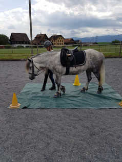 übe mit deinem Pferd die zusammenarbeit mit vertrauen und spass