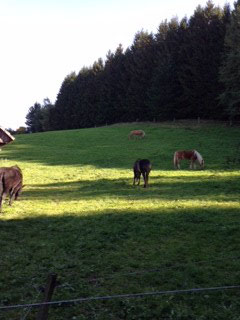 und Platz haben die Pferde, richtig schön die riesen Koppeln in der Rhön....