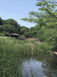 地下鉄下車徒歩3分で、岸根公園の「篠原池」に到着!