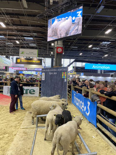 Béliers avranchins au Concours Général Agricole - Paris 2020