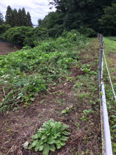 崖の周辺も草刈りを実施しました