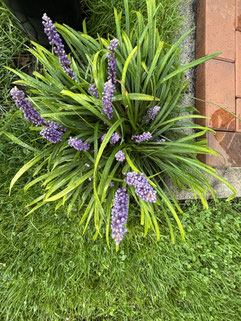 Liriope