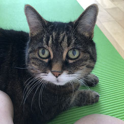#3 Egal ob Meditation, Yoga oder Kraftübungen... unsere Katzendame Samira ist immer dabei. Vermutlich erhofft sie sich ein paar Streicheleinheiten....