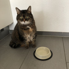 #4 Unsere Katzen Dame hat ständig Hunger...