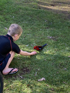 Feeding the birds with approved mix from campground staff.