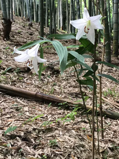 ササユリの花