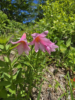 ▲早咲きのヒメサユリ。小朝日岳下り切った通称「熊越」先に。周辺にはつぼみがチラホラとあり、この先ドンドン咲き出すでしょう