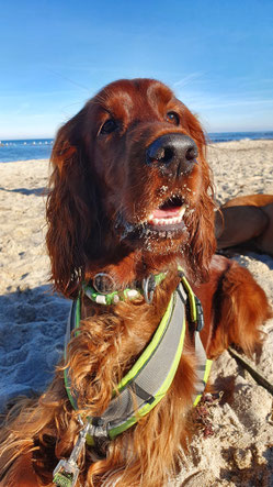 Hundeschule Fit & Fun - Riah