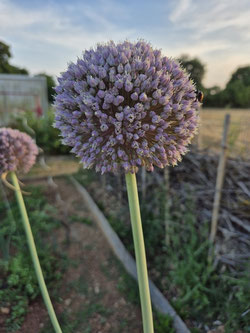 Fleur de poireau du Gîte Daur Bocou