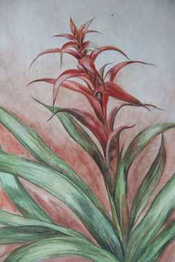 Bromelie - Aquarell - 19x28cm