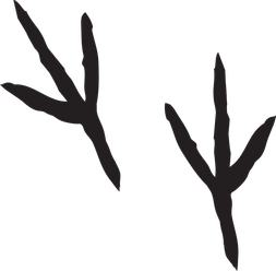 Tierspuren Graureiher