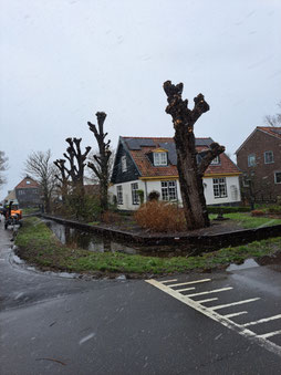 Bomen knotten door CB. Boomverzorging & Groenprojecten