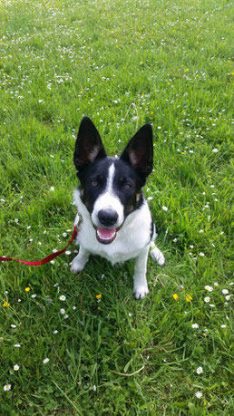 Caspar, Border Collie 