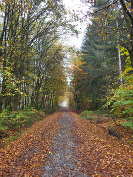 Wald im Taunus