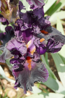 Iris parc floral de la Source: univers emylila