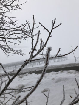 気温マイナス6℃の朝の霧氷