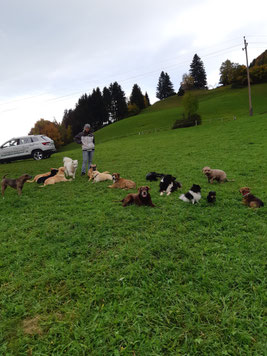 hundebetreuung Gruppen, hundecampus
