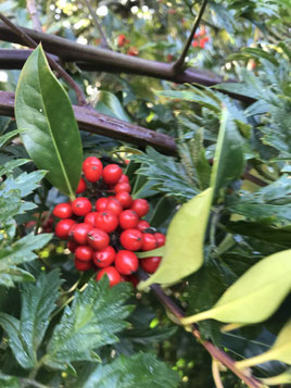 Ilex