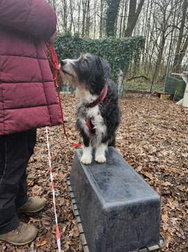 MindDog in der Hundeschule Heusenstamm, Dietzenbach, Obertshausen, Rodgau, Offenbach, Neu-Isenburg, Dreieich, Rödermark