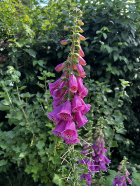 Fingerhut (Digitalis)