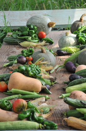 バリトマトの種(自然栽培・固定種) バリトマトの種(自然栽培・固定種) 固定種トマト｜【植物の