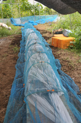 固定種　自然栽培　在来種　農業体験　体験農場　すどう農園