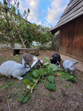 Unsere 4 Kaninchen freuen sich sehr über frischen Löwenzahn und Haselnussblätter