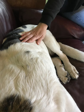 Angst vor Hunden | Angst vor Hund abbauen