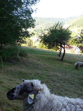 Schwarzwald Schafe Ferienwohnung Wandern