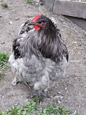 Enzo, hier 5 Monate alt