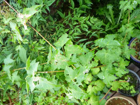 Acer crataegifolium (ウリカエデ)