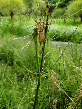 Libelle beim Schlupf