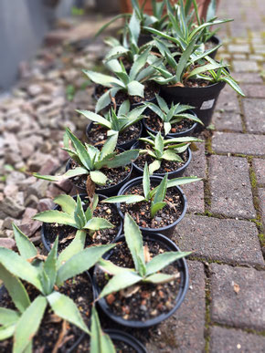 Agave megalacantha - Sämlinge