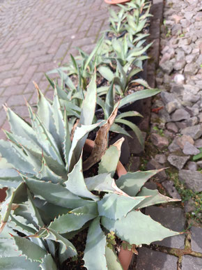 Agave megalacantha - Jungpflanzen