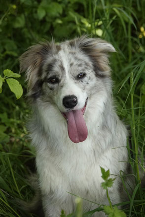 Kiko - Rentner