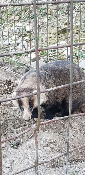 アナグマ捕獲