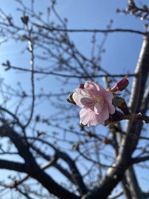 豊川 西古瀬川 河津桜 開花状況 2025
