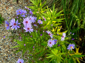 Aster cordifolius 'Little Carlow' und Amsonia