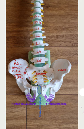 Anatomie des Beckens