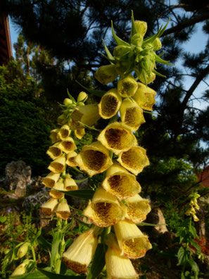 Digitalis grandifolia Großer Gelber Fingerhut