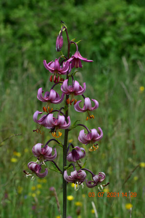 Lilium martagon Türkenbund-Lilie