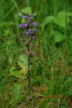  Violette Sommerwurz, Orobanche purpurea