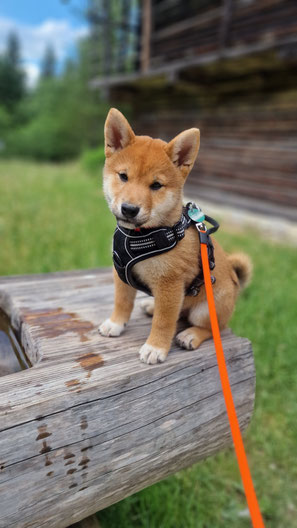 Ausstellungstraining mit Shiba Welpe