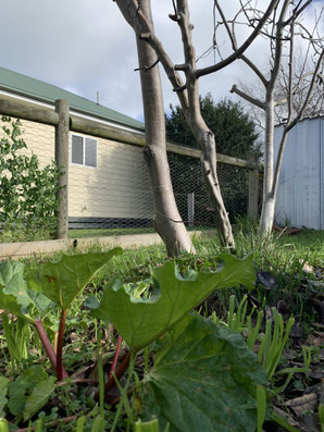 Rhubarb under apple trees - garden ideas.