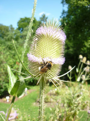 Karde in voller Blüte