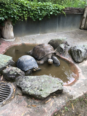 Nigeria und Jumbo in the pool of the outdoor enclosure Foto: C. Haas