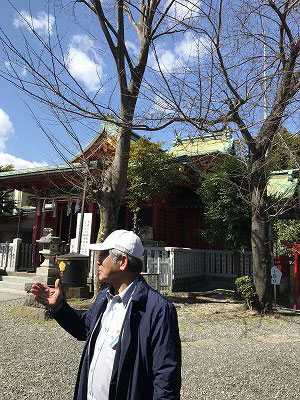 浅間神社の岸下のあたりは袖ヶ浦の海辺だったそうです。「柴生(しぼう)村」に排せつ土砂が堆積して、柴草になったそうです。そのネーミング「しぼうむら」を嫌い、「浅間下」と呼んでいたそうです。